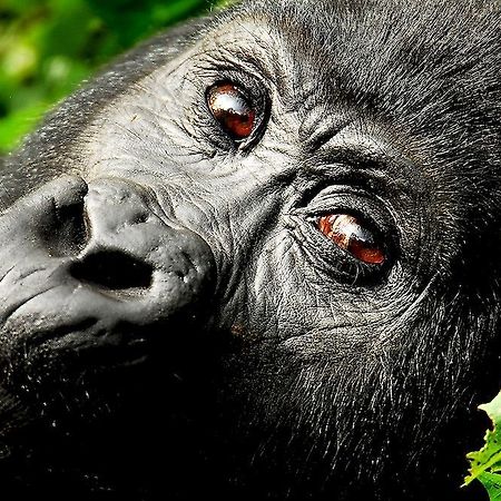 Sanctuary Gorilla Forest Camp Hotel Ntungamo  Exterior foto