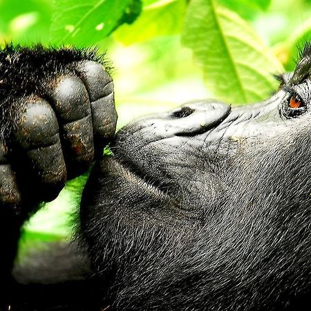 Sanctuary Gorilla Forest Camp Hotel Ntungamo  Exterior foto