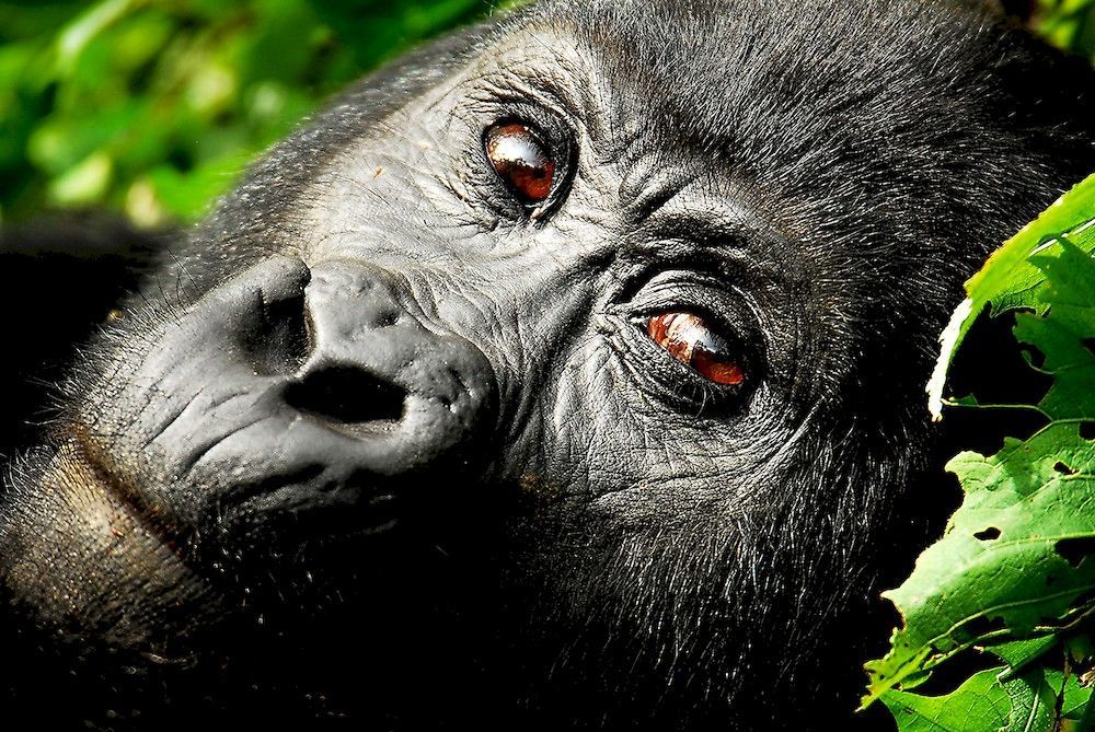 Sanctuary Gorilla Forest Camp Hotel Ntungamo  Exterior foto