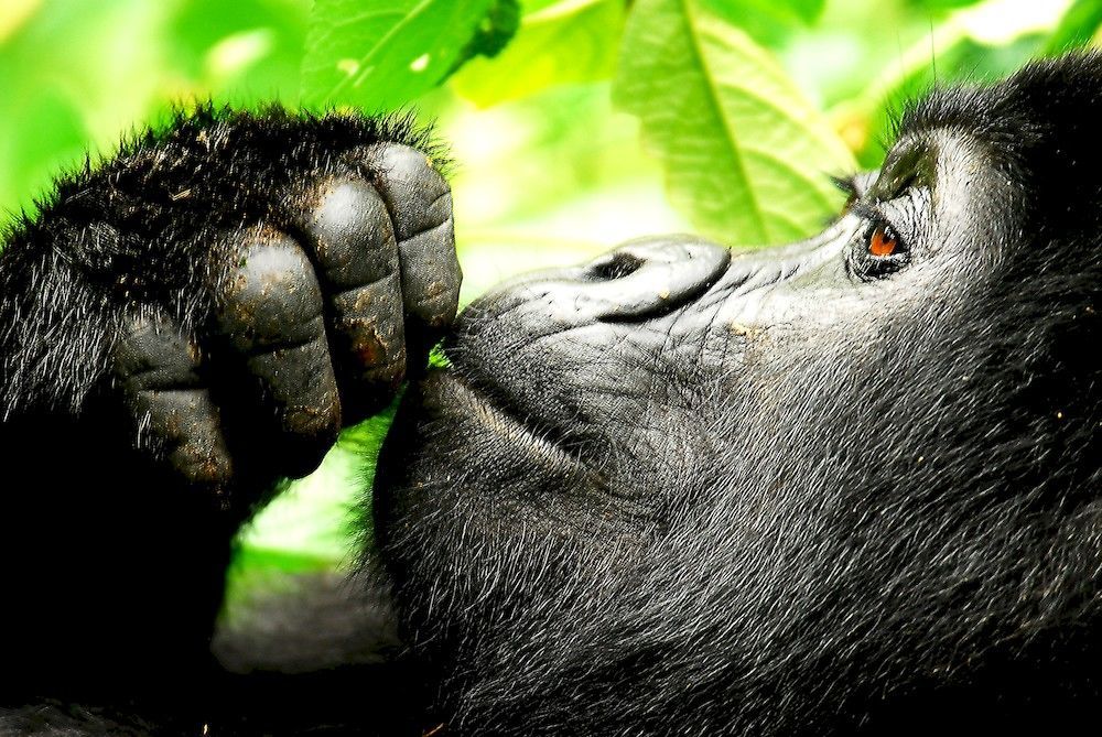 Sanctuary Gorilla Forest Camp Hotel Ntungamo  Exterior foto