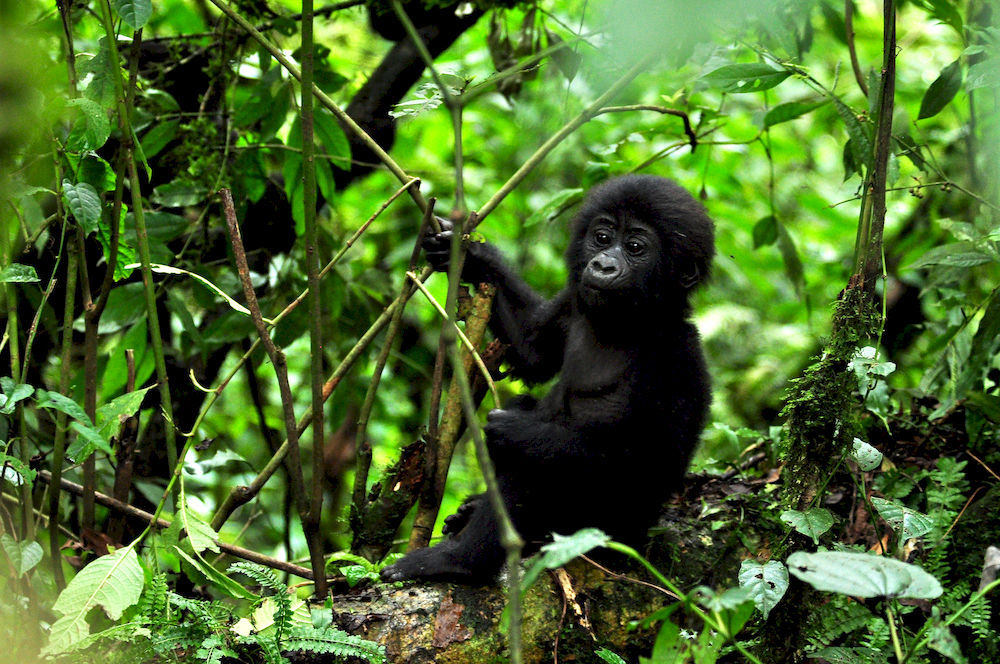 Sanctuary Gorilla Forest Camp Hotel Ntungamo  Exterior foto